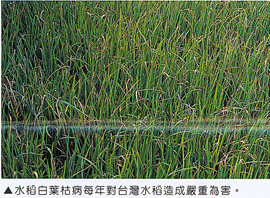 水稻白葉枯病每年對台灣水稻造成嚴重為害