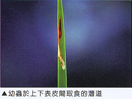 幼蟲於上下表皮間取食的潛道