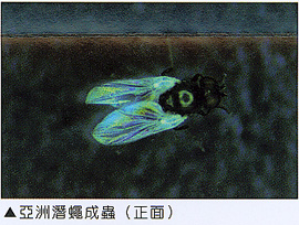 亞洲潛蠅成蟲(正面)