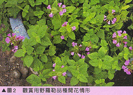 圖2. 觀賞用野羅勒品種開花情形