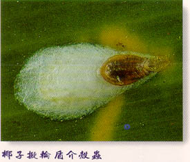 椰子擬輪盾介殼蟲