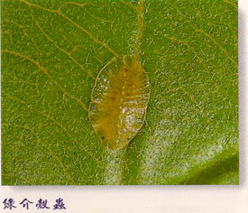 綠介殼蟲(咖啡綠介殼蟲、軟綠介殼蟲)