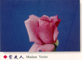 紫夫人 Madam Violet 