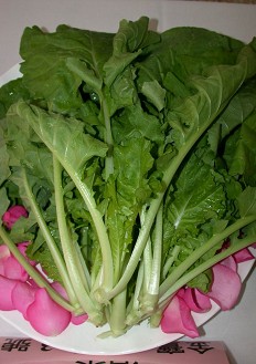 葉用蘿蔔台中1號