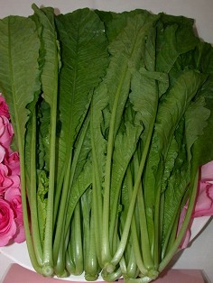 油菜台中3號－金寶