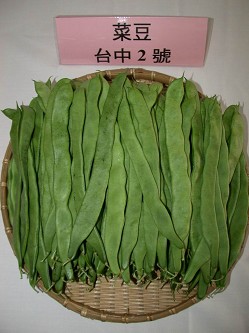 菜豆台中2號