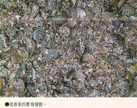 取食後的螺殼殘骸