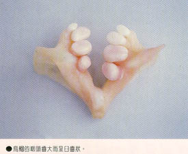 烏鰡的咽頭齒大而呈臼齒狀