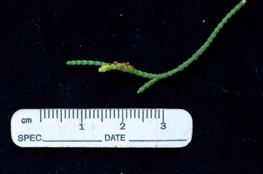 梨赤星病的冬孢子堆在龍柏葉片上形成，大小約 1 公釐。