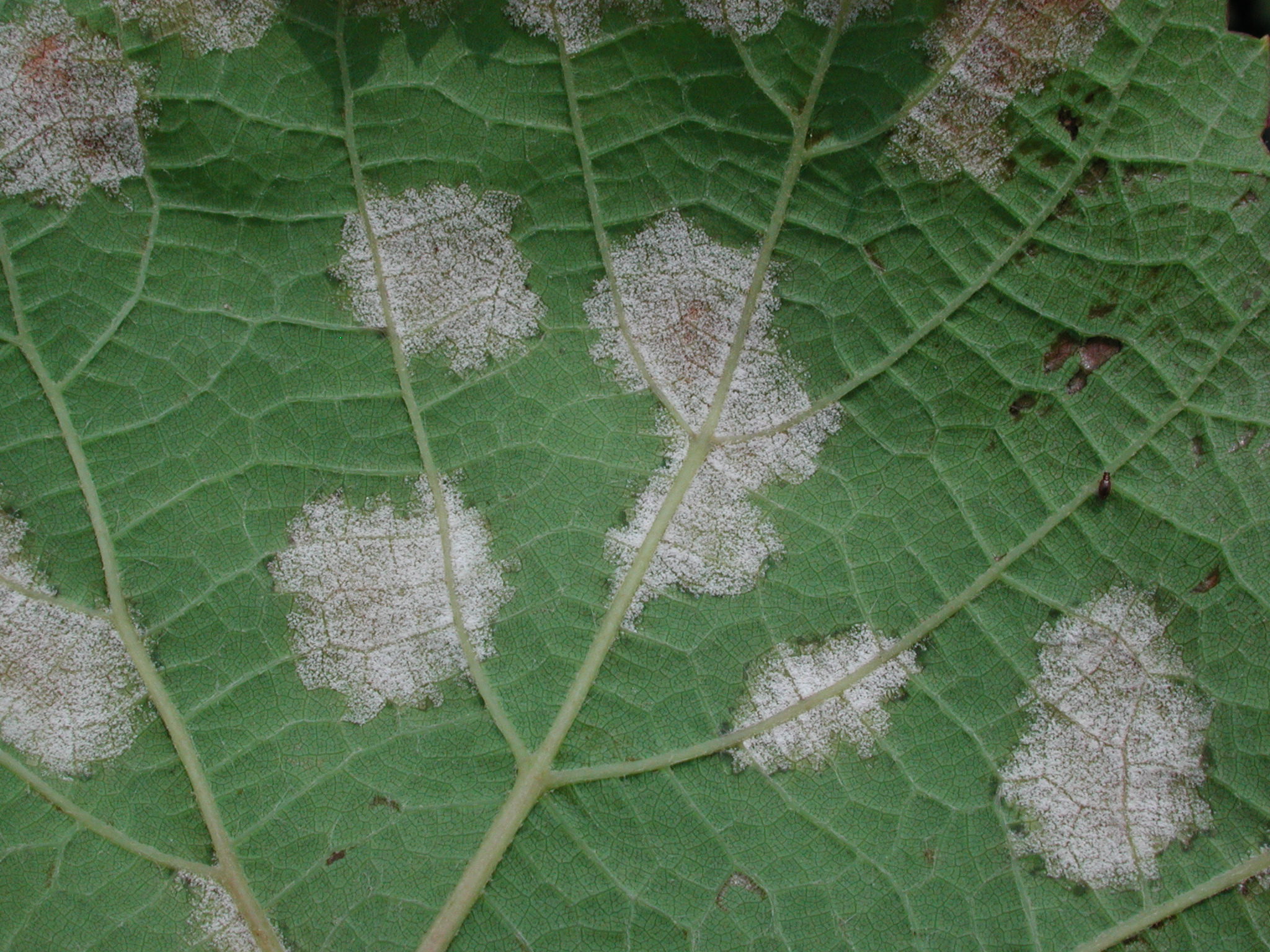 葡萄露菌病在受害葉背產生白色黴狀物