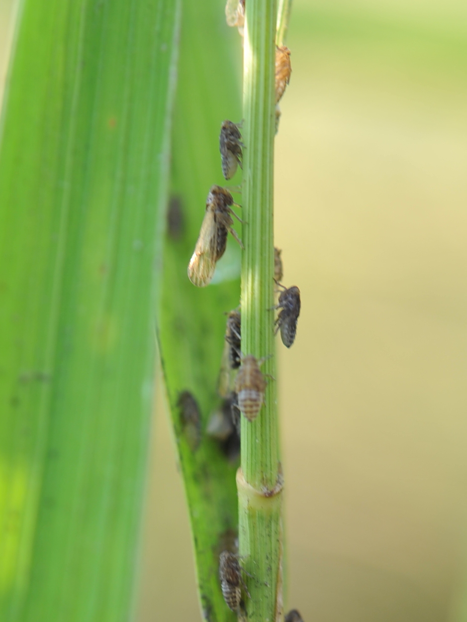 飛蝨類群集水稻吸食汁液危害狀