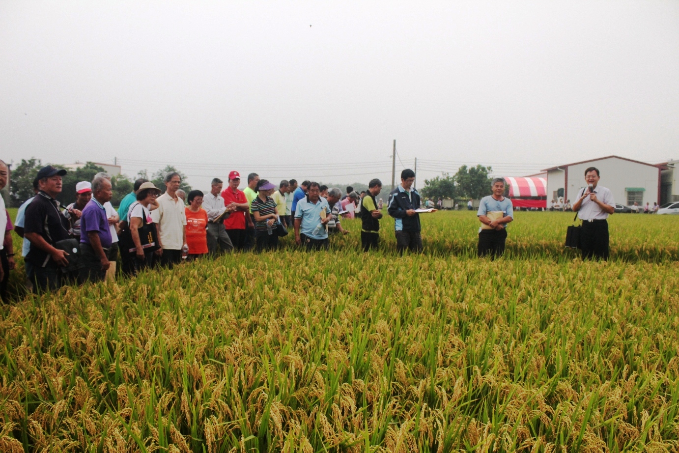 與會農友觀摩水稻環境友善栽培管理技術的執行成果 