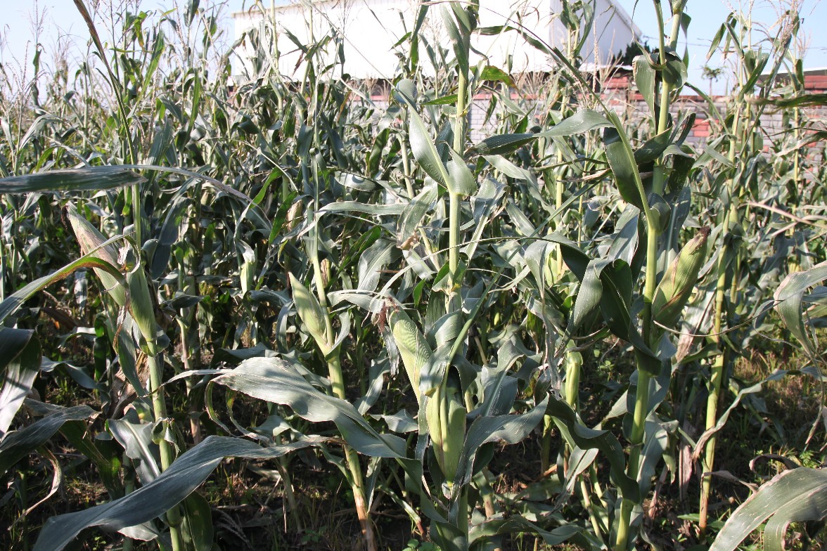 硬質玉米成熟狀況，植株健壯