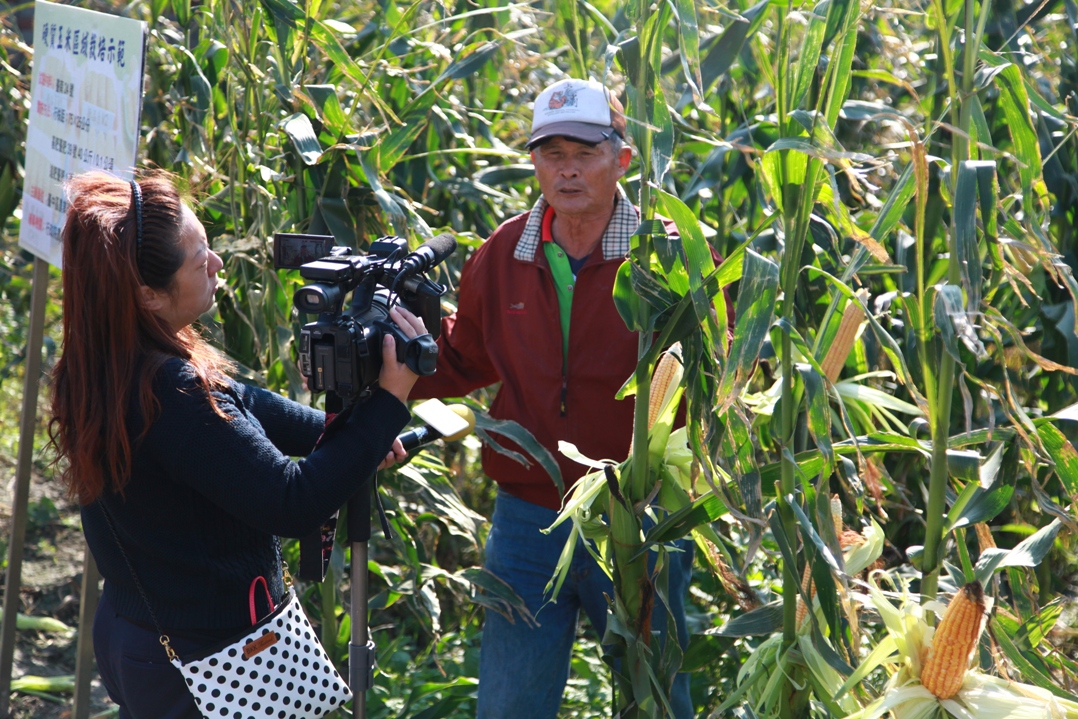 農友在田間分享硬質玉米栽培經驗