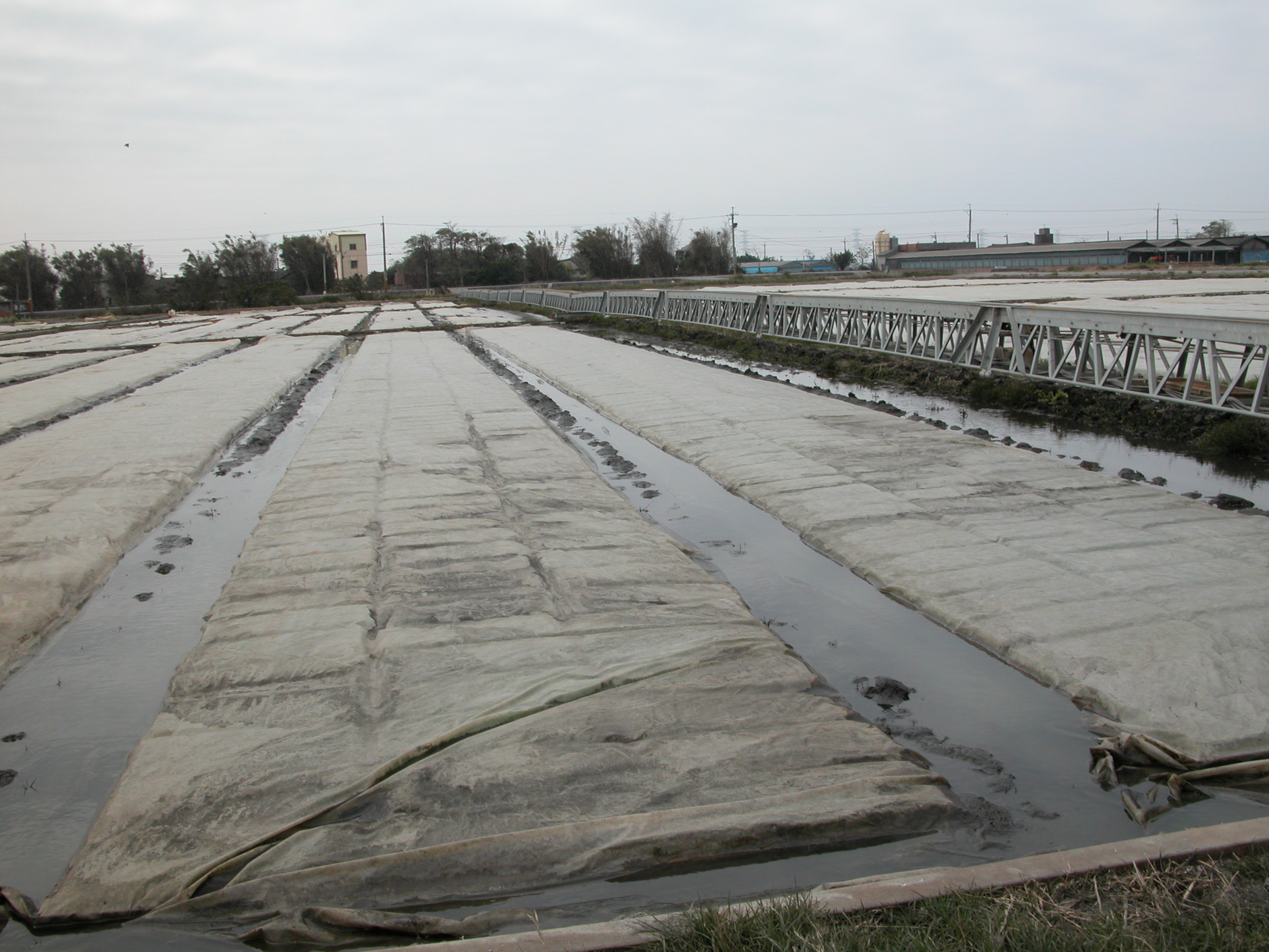 水稻育苗階段的秧苗綠化應覆蓋透明塑膠布或不織布來保溫