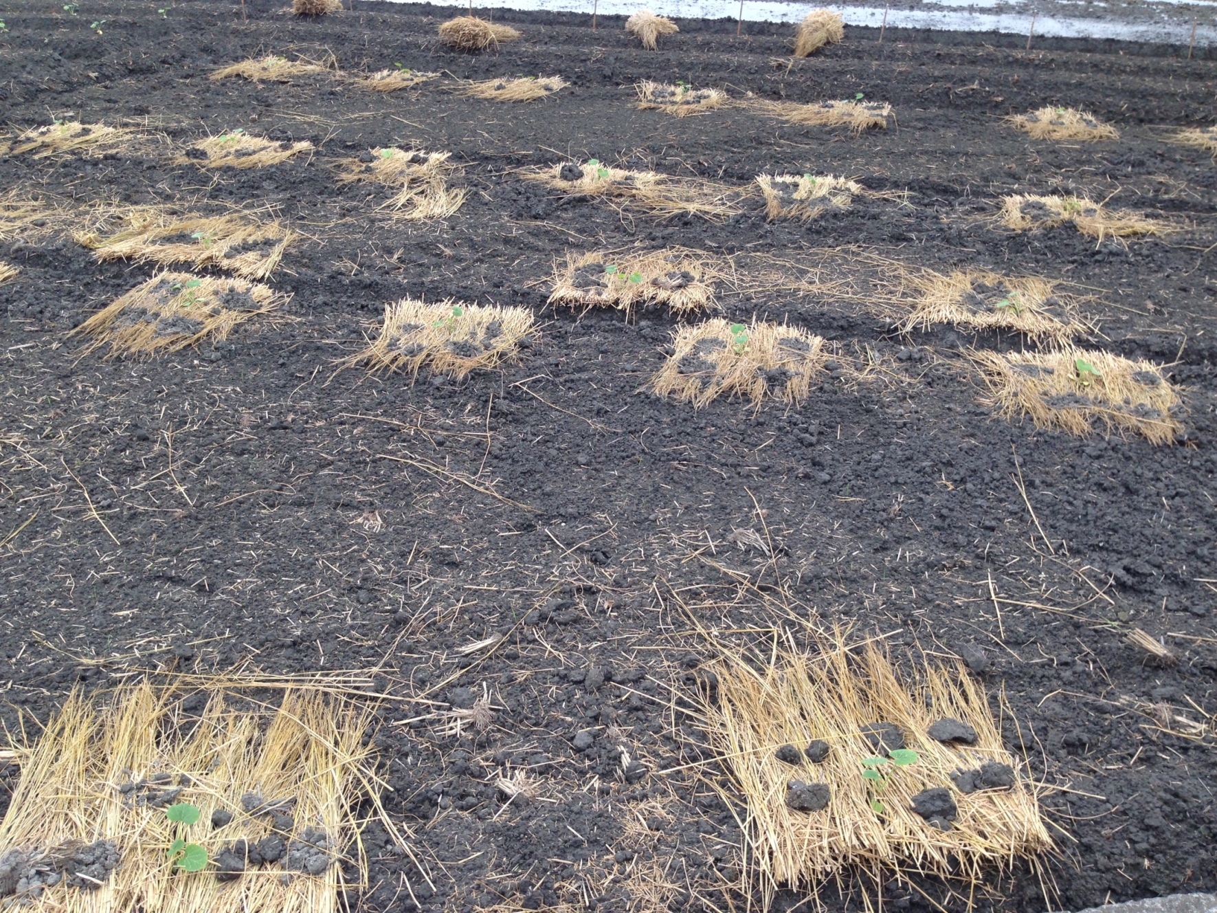 畦面裸地可覆蓋防草蓆、塑膠布或稻桿，降低土壤夜間散熱速度