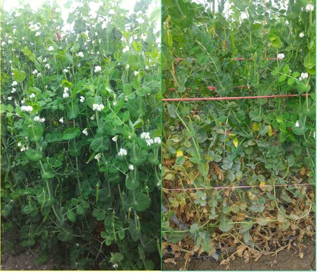 新技術對豌豆白粉病具顯著防治效果，左：試驗區，右：對照區下位葉黃化