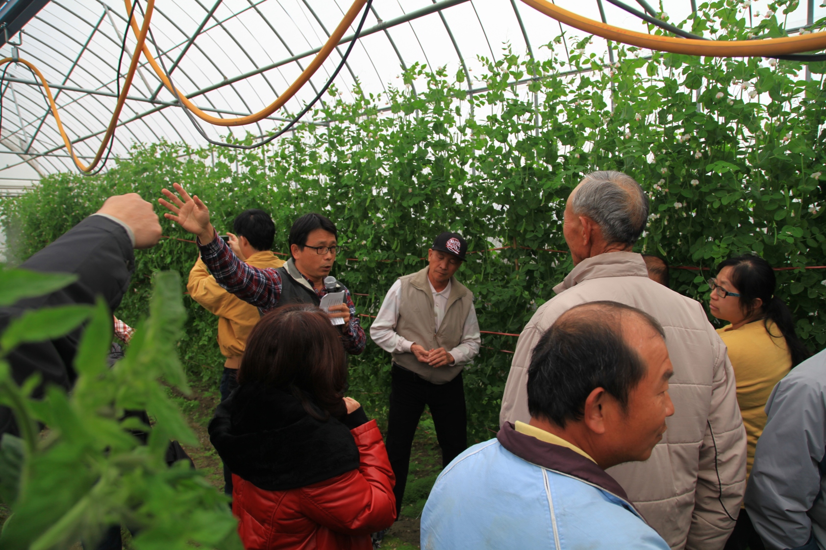 劉興隆副研究員向農民說明設施豌豆白粉病的防治技術