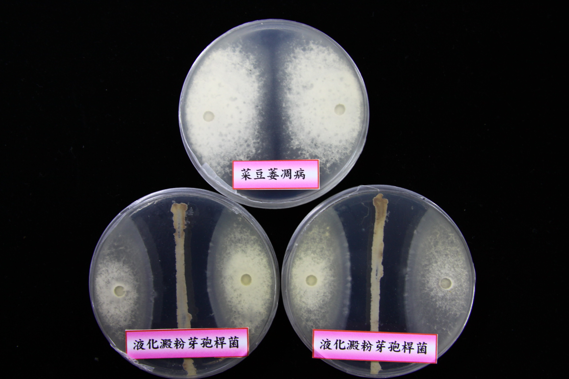 液化澱粉芽孢桿菌 Tcba05 可抑制菜豆萎凋病菌之生長