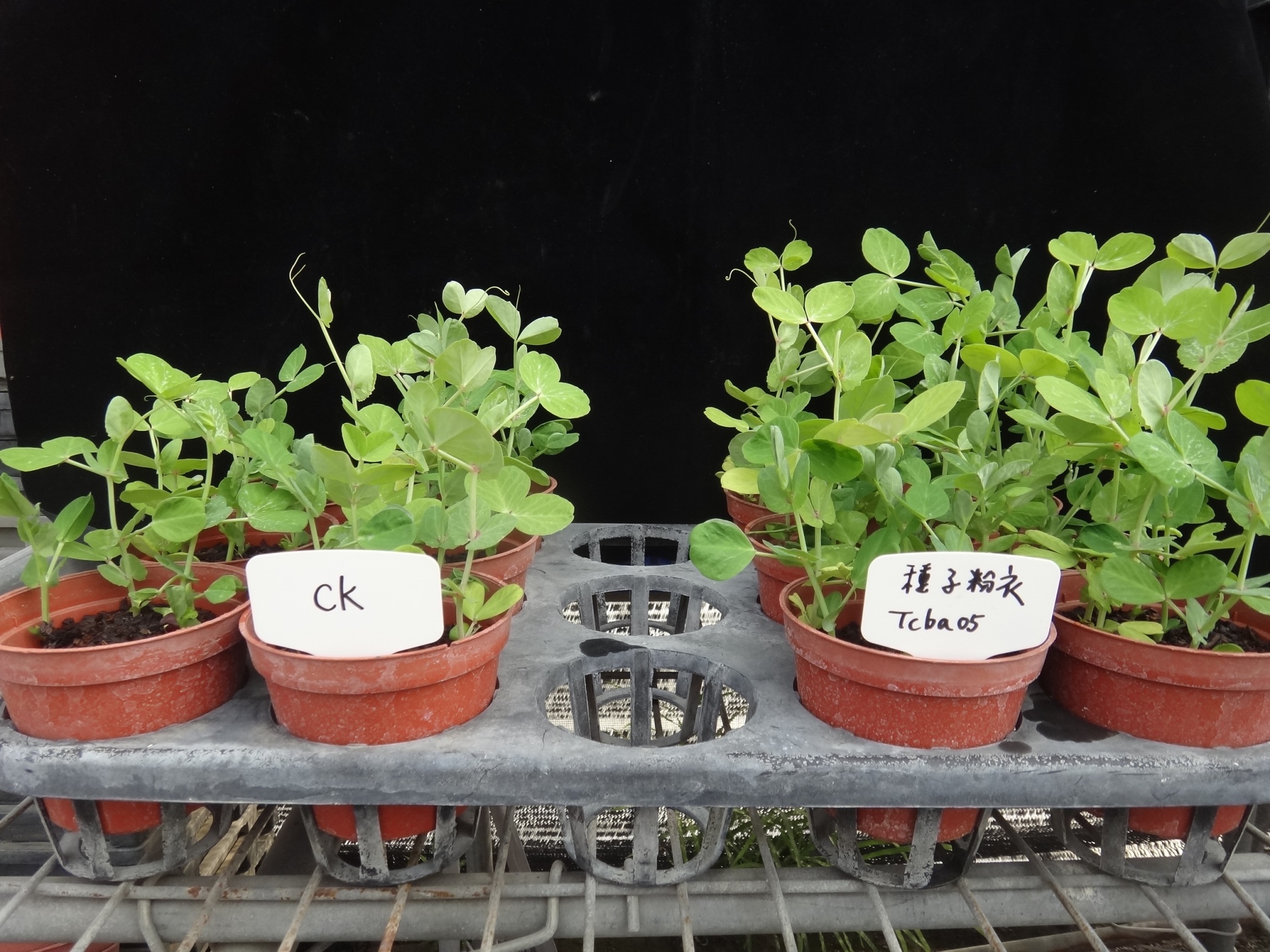 液化澱粉芽孢桿菌 Tcba05 可促進豆類種子發芽率及植株生長。 ( 左：對照組、右：處理組 ) 