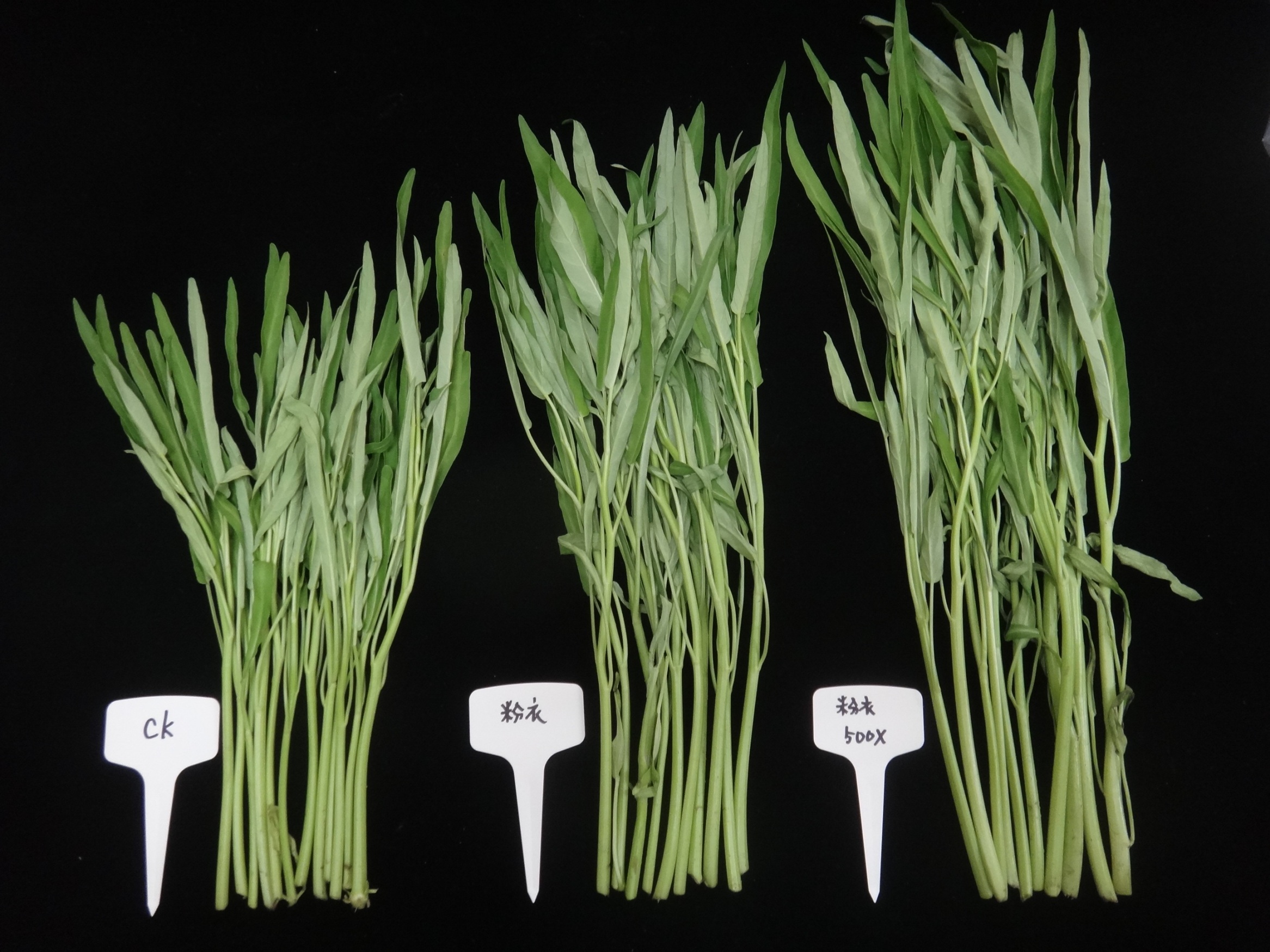 液化澱粉芽孢桿菌 Tcba05 可促進蕹菜生長及提高 產量 ( 左：對照組、中：種子混拌 Tcba05 、右：土壤澆灌 Tcba05) 