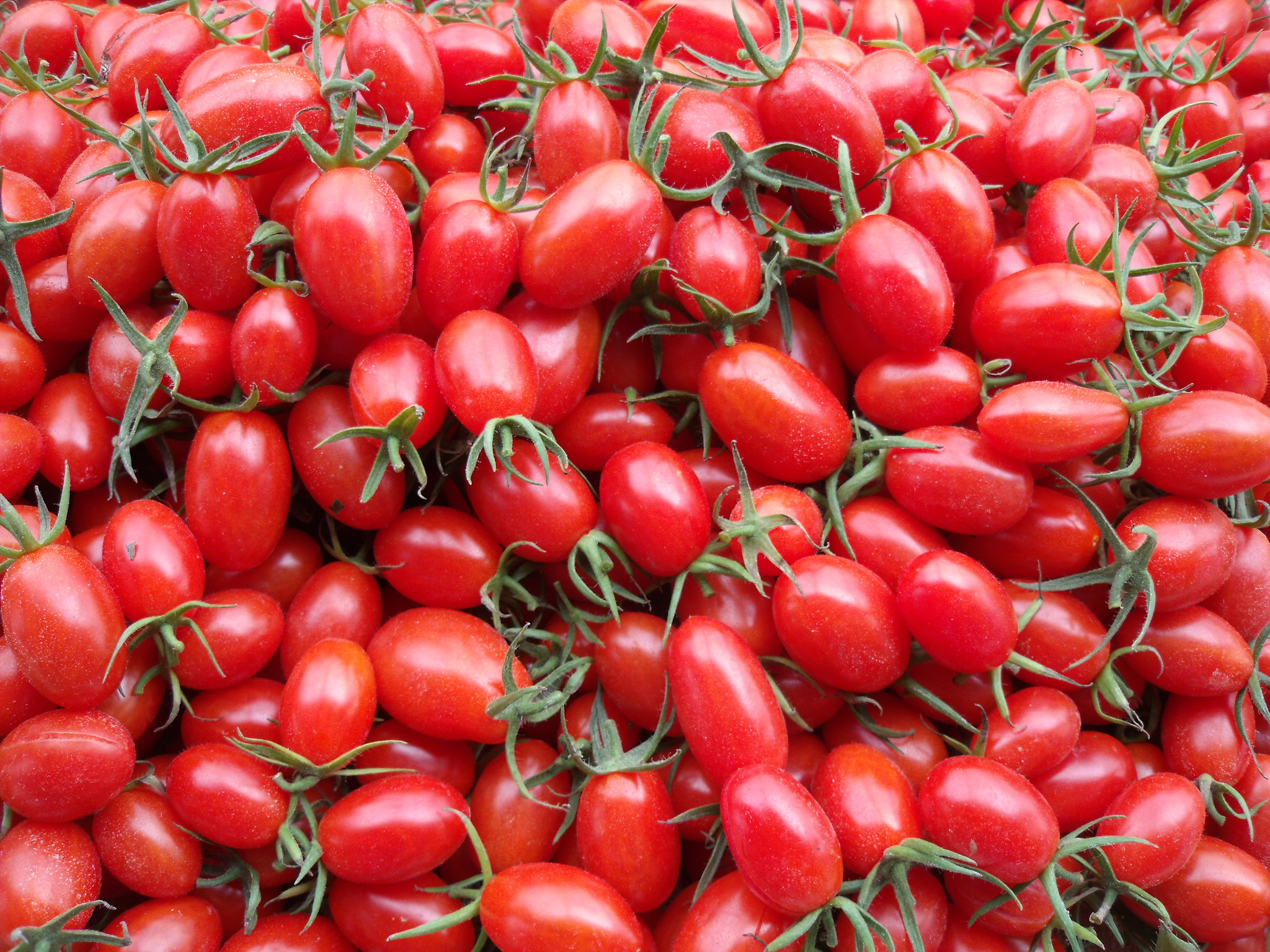 木黴菌製劑有促進小果番茄品質及口感功效