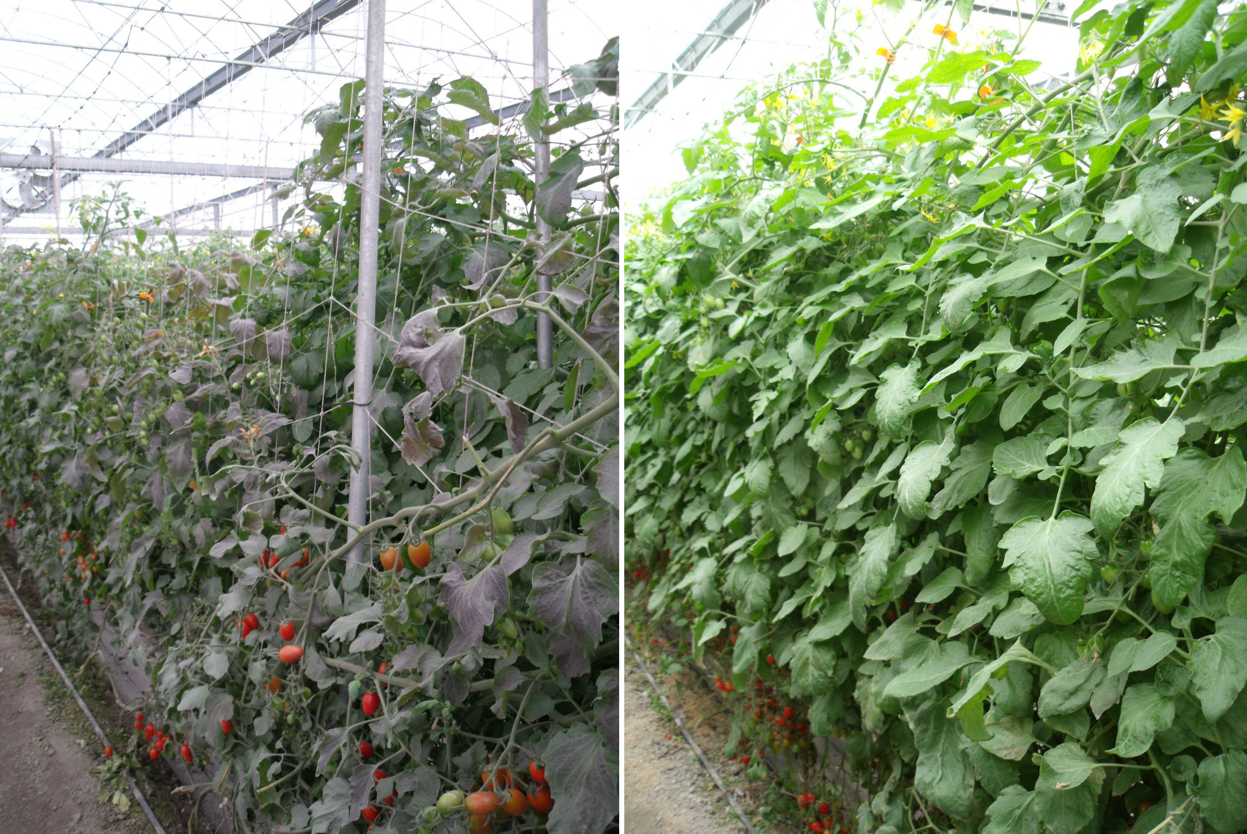 接種木黴菌可促進小果番茄生長(左：對照組，右：處理組)