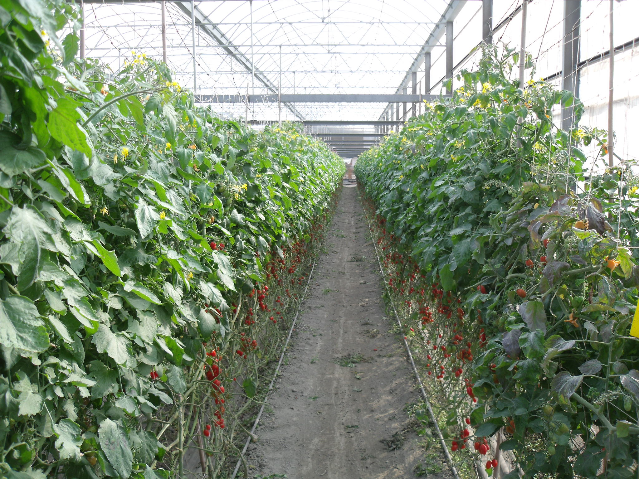 田間試區甲殼素合劑有效保護小果番茄不受寒害(左：處理組，右前：對照)