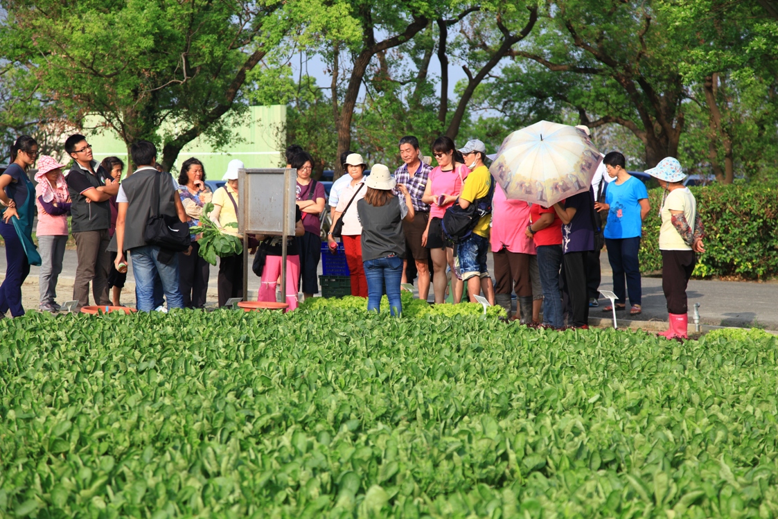 在臺中區農業改良場田區辦理葉蘿蔔產地到餐桌的食農教育活動