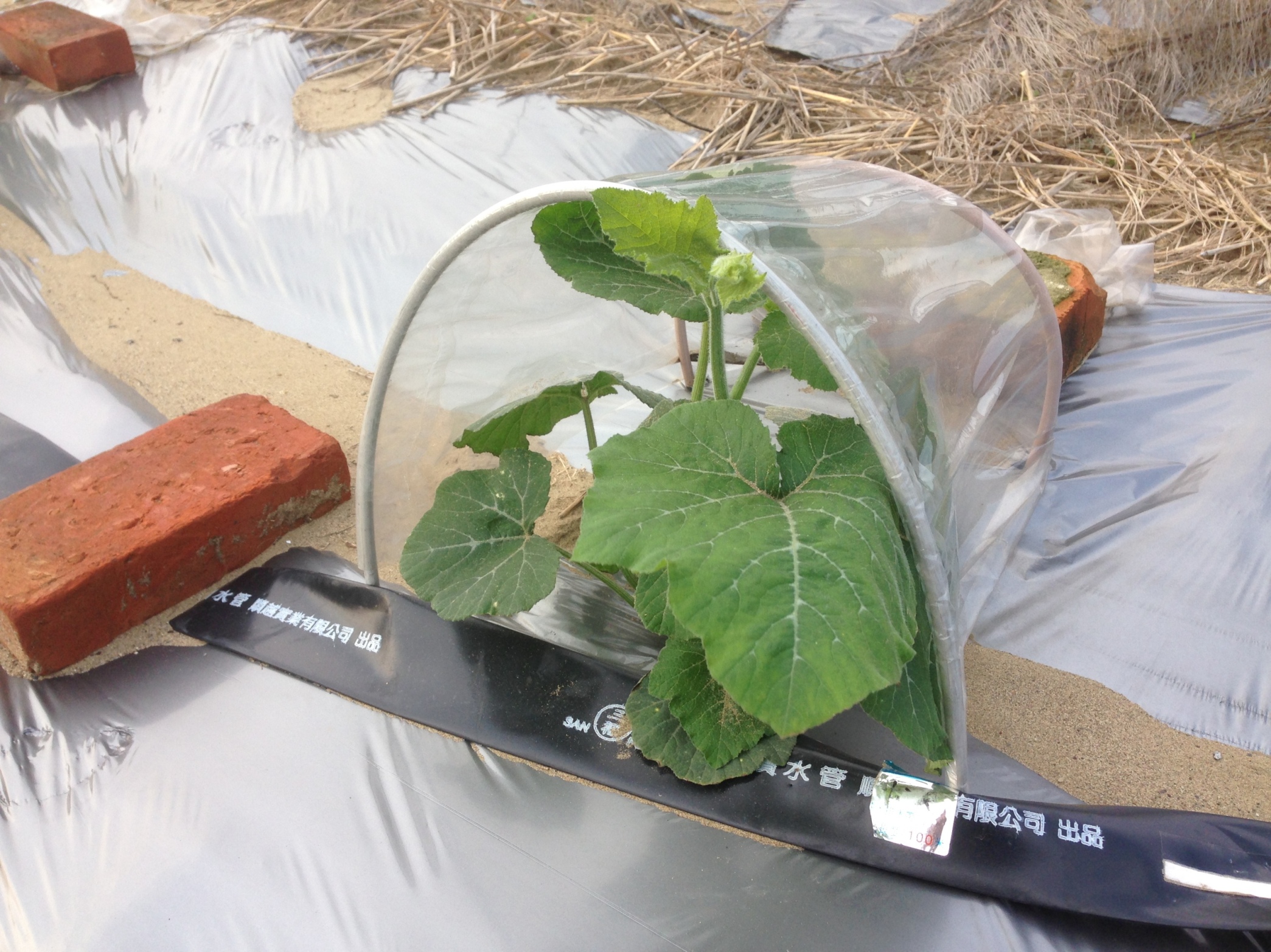 圖 1. 瓜果類蔬菜幼苗可利用隧道型塑膠套避免植株直接與低溫接觸