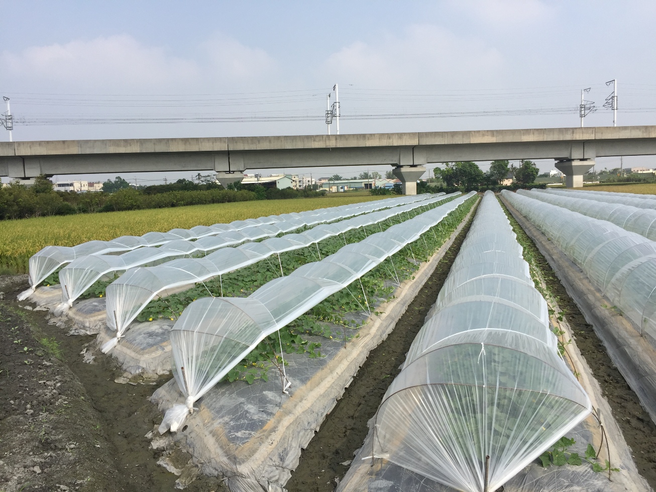 瓜果類蔬菜幼苗可利用隧道式塑膠棚進行防護