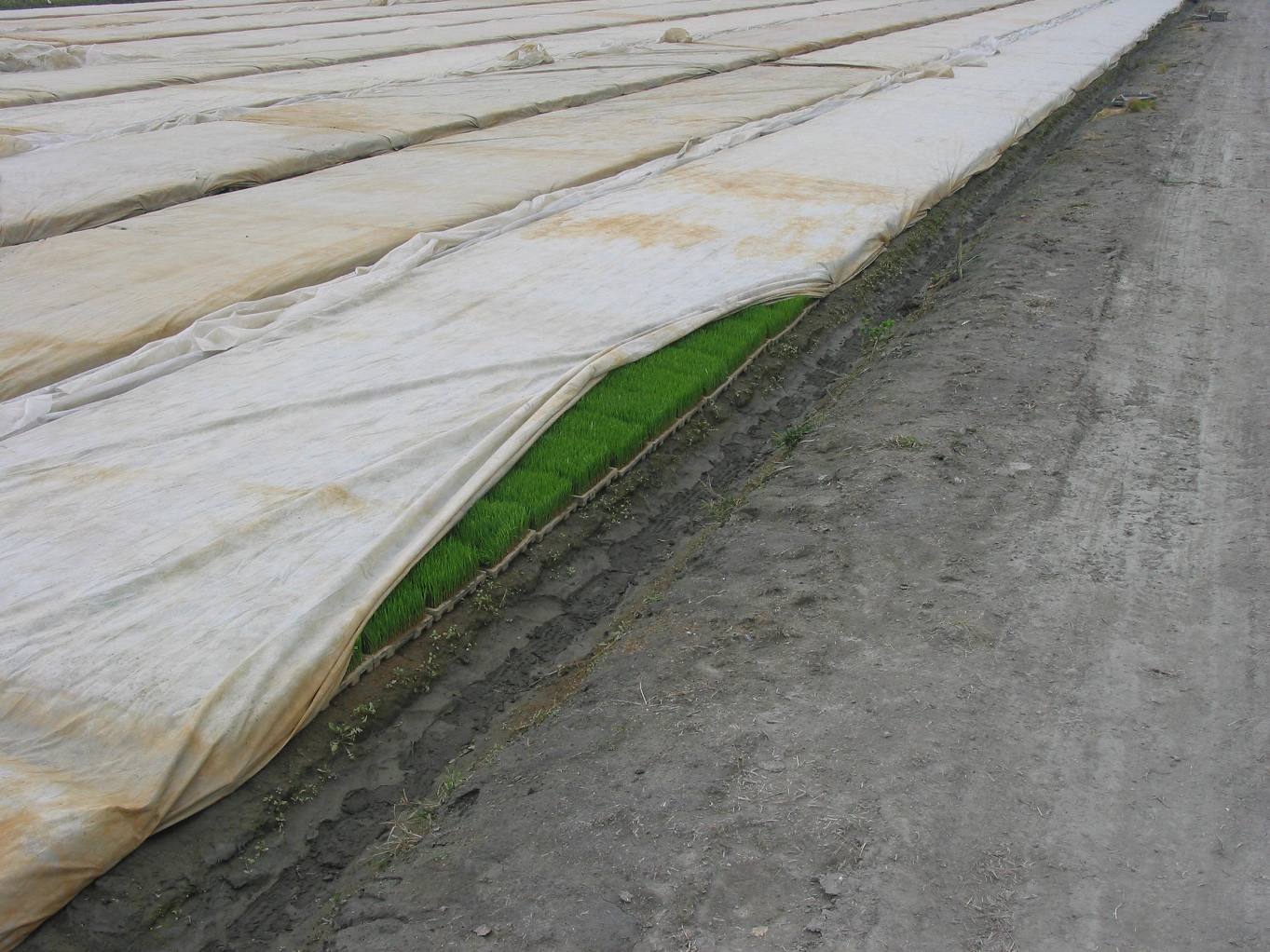 水稻育苗期可覆蓋塑膠布或不織布進行保溫