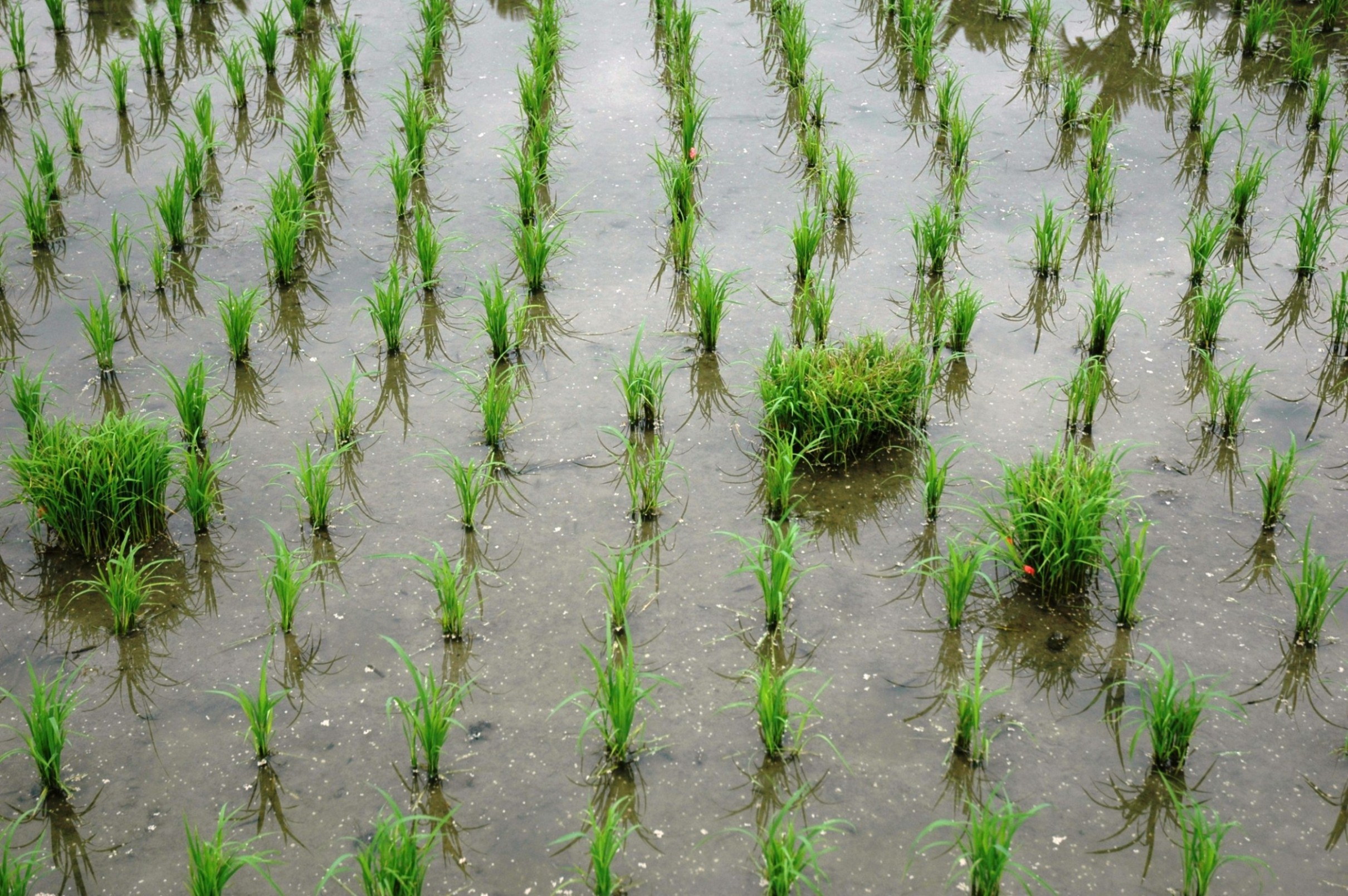 水稻秧砧作為偵測葉稻熱病發生的工具