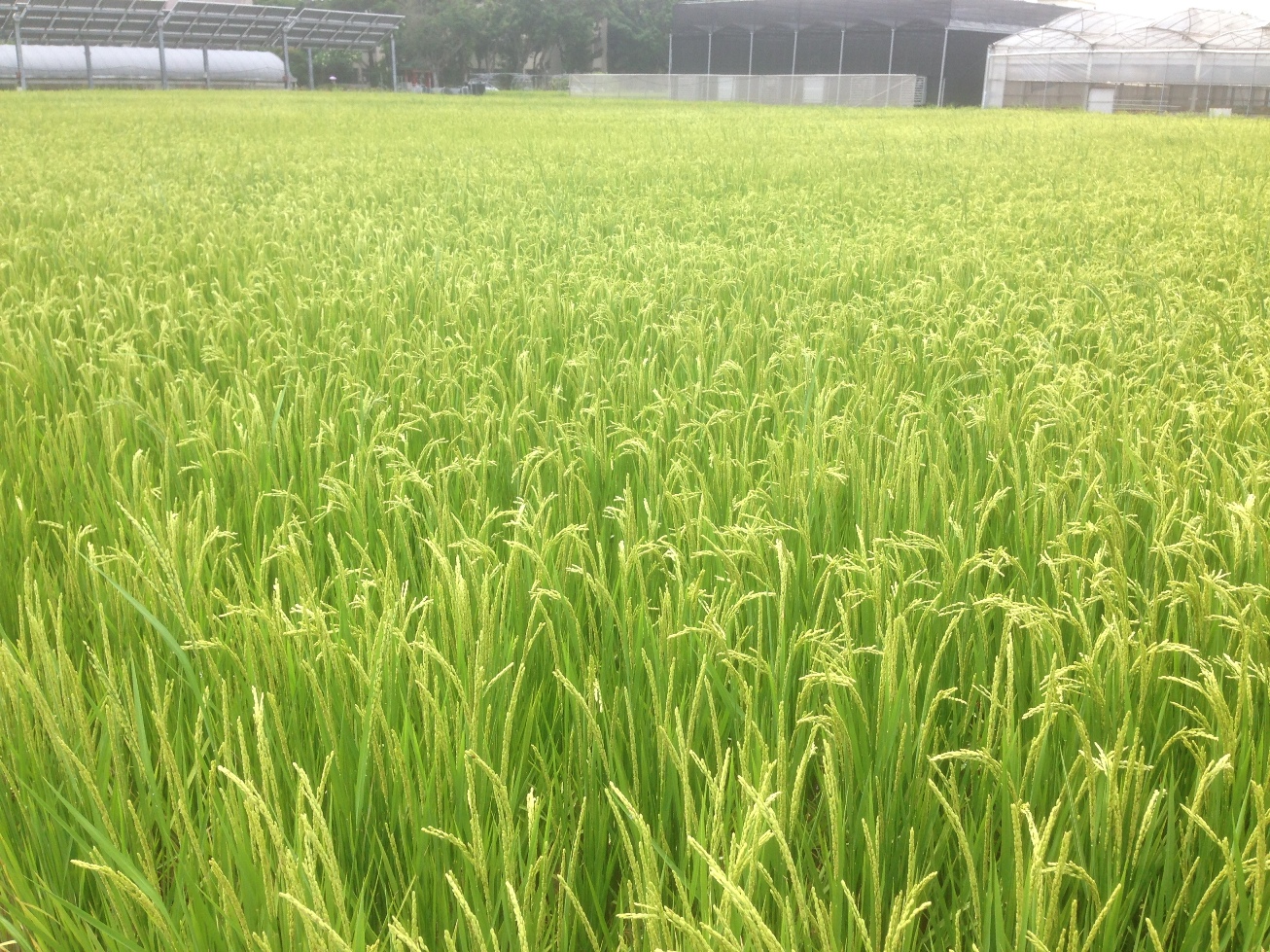 水稻生育正值穀粒充實期或已近收穫階段，應疏通或加深縱橫水溝，避免倒伏、積水而導致發芽