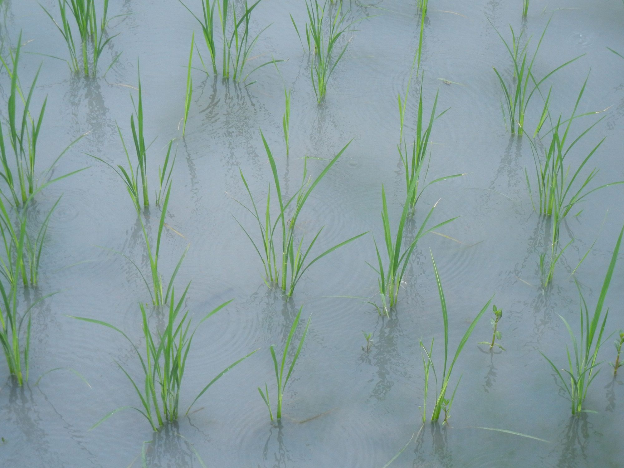 已插秧之稻田，建議可利用維持 3 公分水位的放流灌溉保