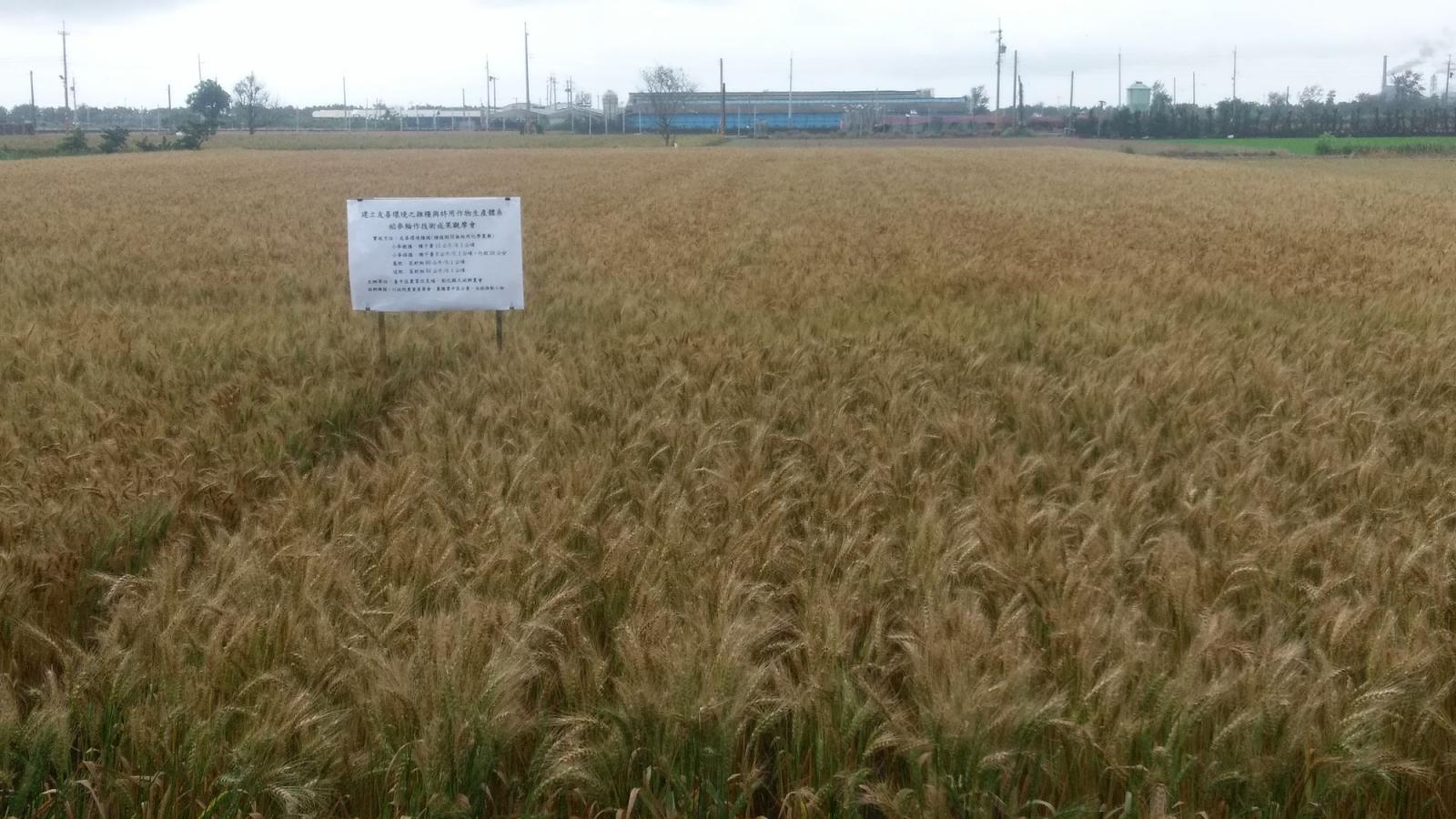 友善環境耕作與水稻輪作之小麥田間生長情形良好，產量提升 15% 以上
