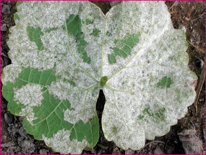 葡萄露菌病於濕度高環境下會於葉背會產生大量灰白色黴狀物