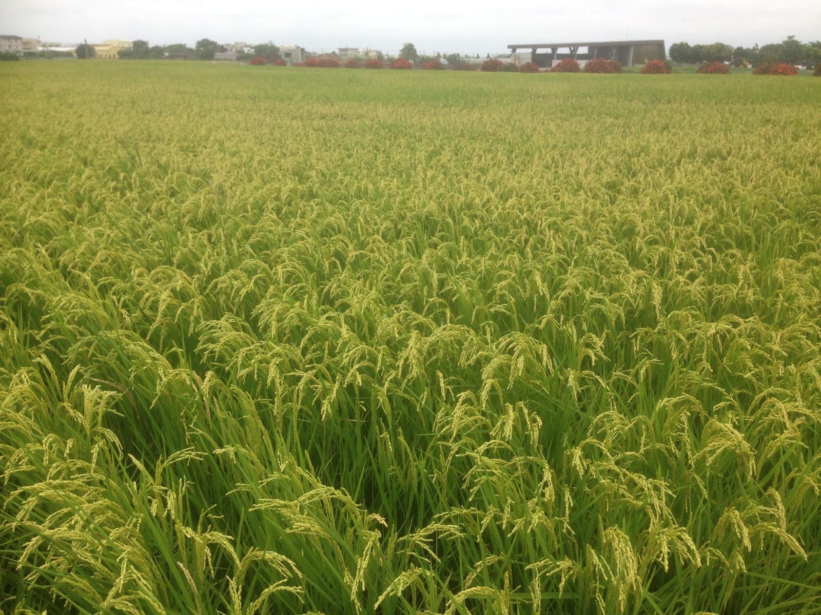 水稻生育目前正值穀粒充實期或已近收穫階段，應疏通或加深縱橫水溝，避免倒伏、積水而導致發芽。