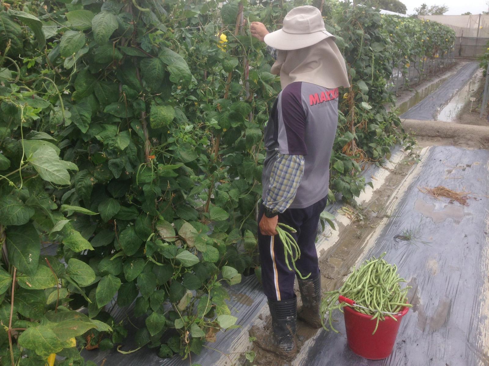 達採收適期之蔬菜應於豪大雨來臨前儘速搶收以降低損失。
