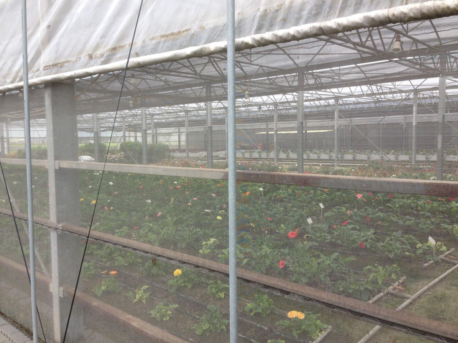 設施栽培切花應視天候降下天窗、側捲簾等披覆。