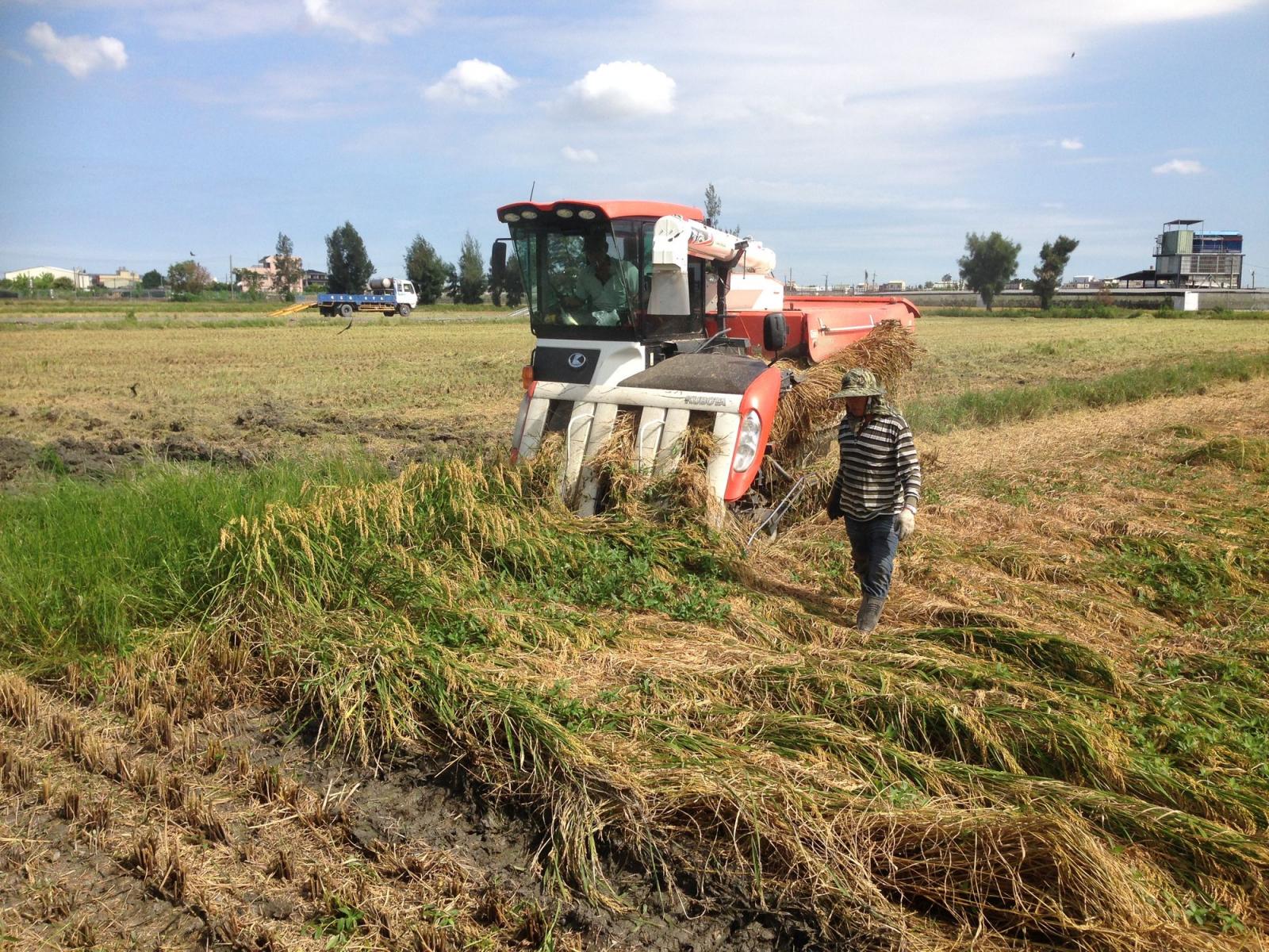 中部地區水稻多數已屆收穫期，請農民把握時機進行收割。