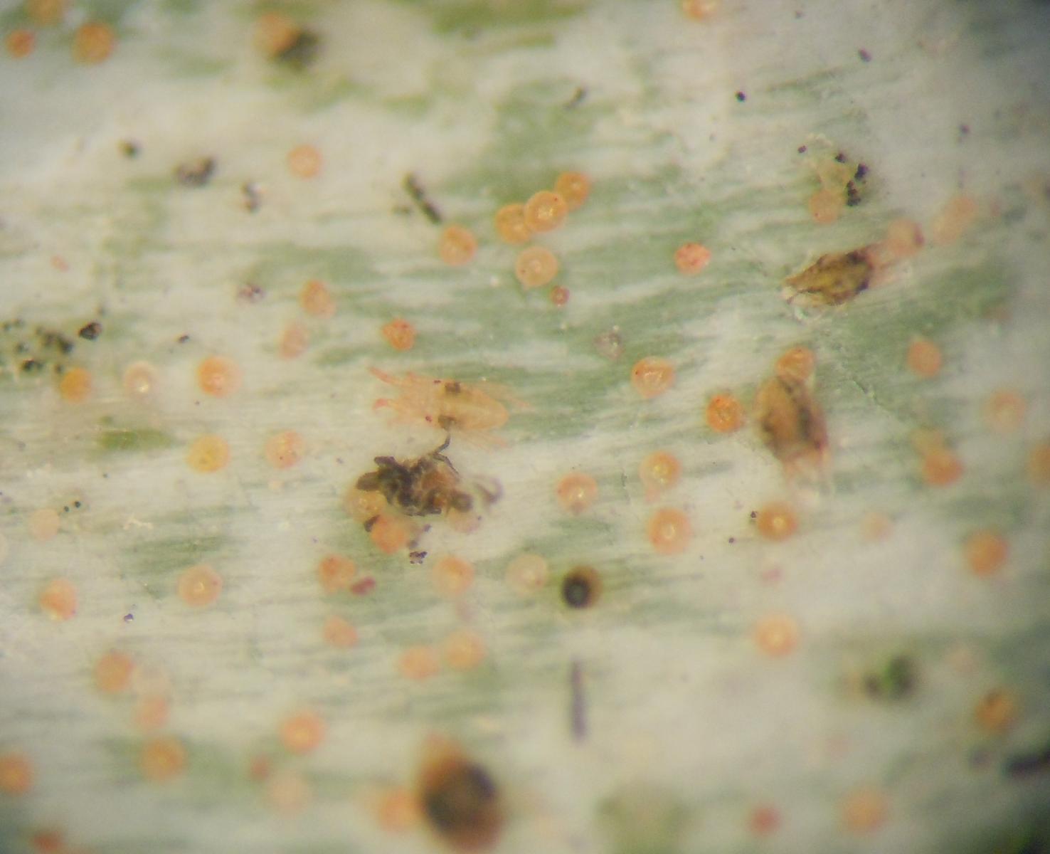 於解剖顯微鏡下檢查確定為葉蟎為害