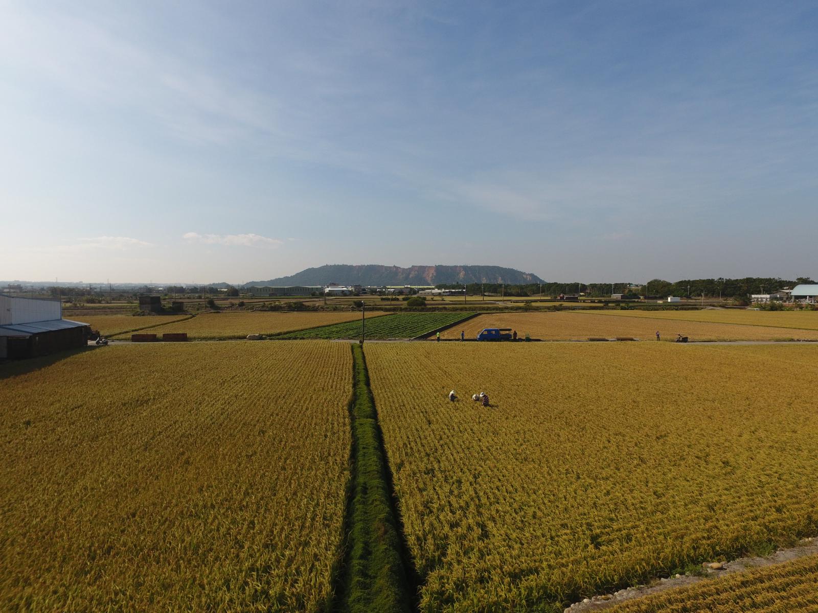 圖一、稻田田埂覆蓋蠅翼草等植被，兼具天敵棲地營造及農村景觀功能