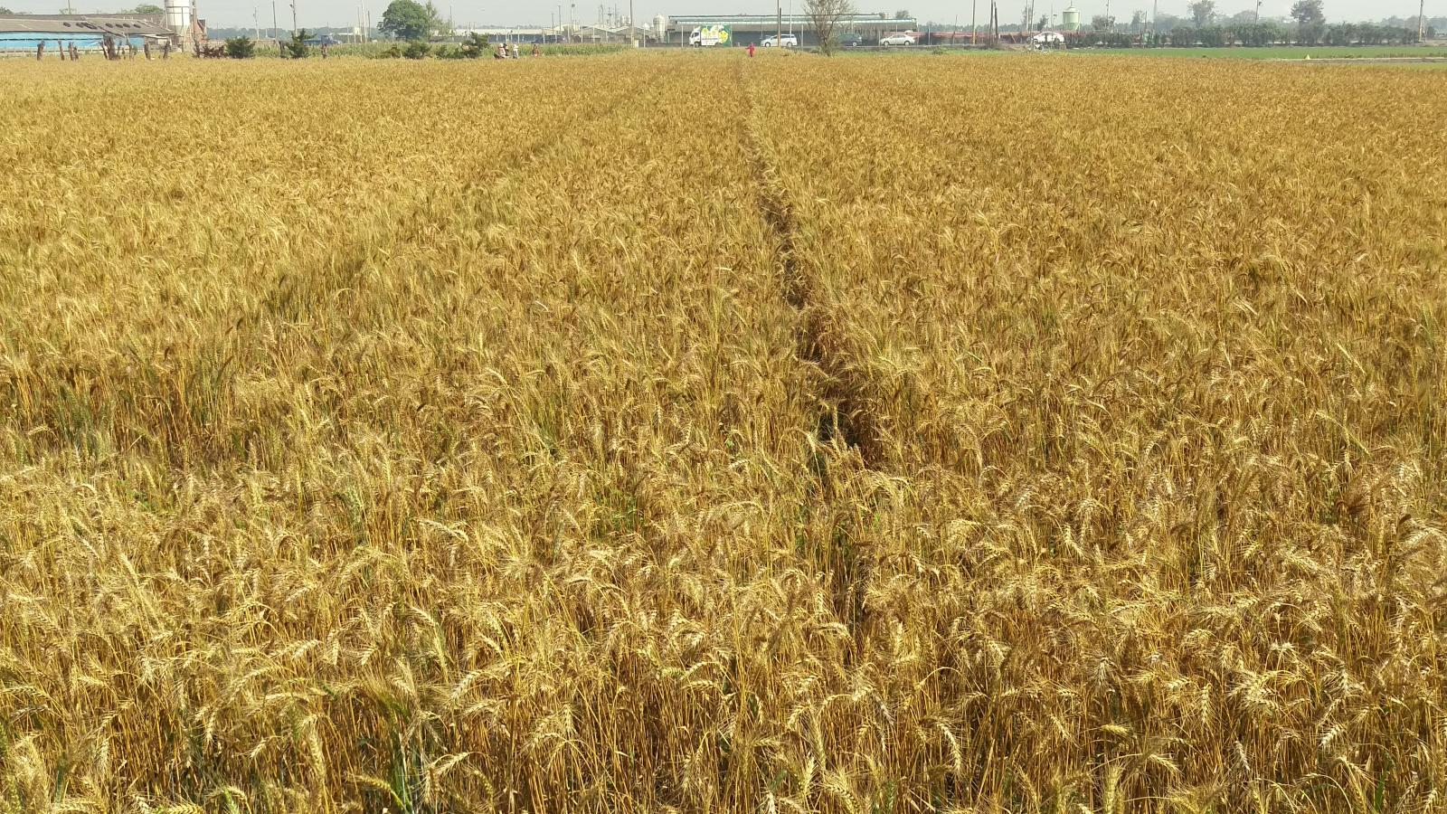 採用條播栽培與壓麥處理的小麥，田間生長情形良好