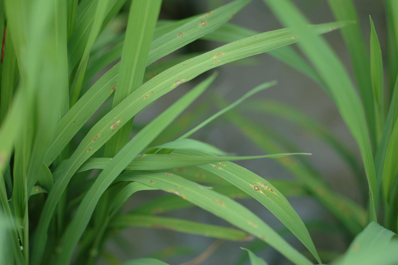 水稻葉稻熱病病斑