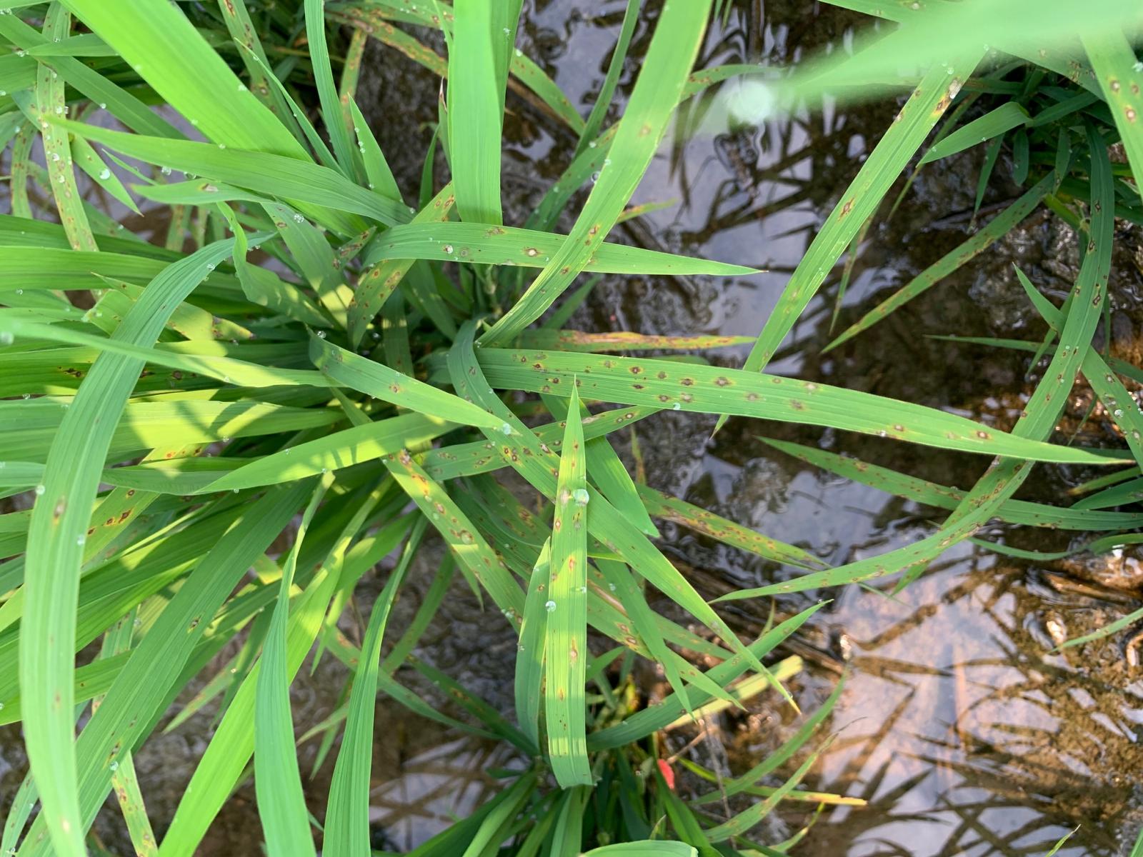 水稻葉稻熱病病斑