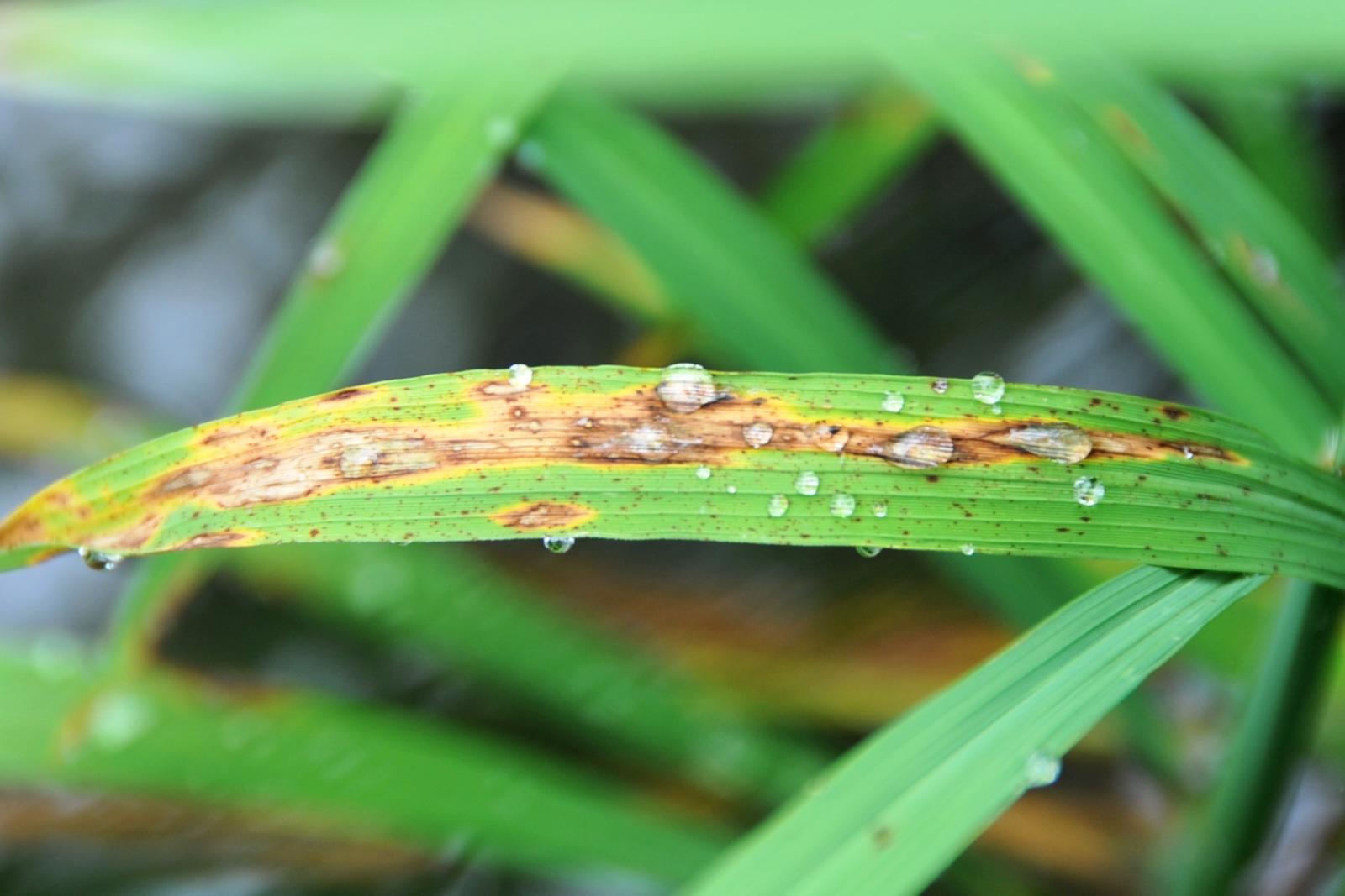 殘留葉片的露水會助長葉稻熱病的危害