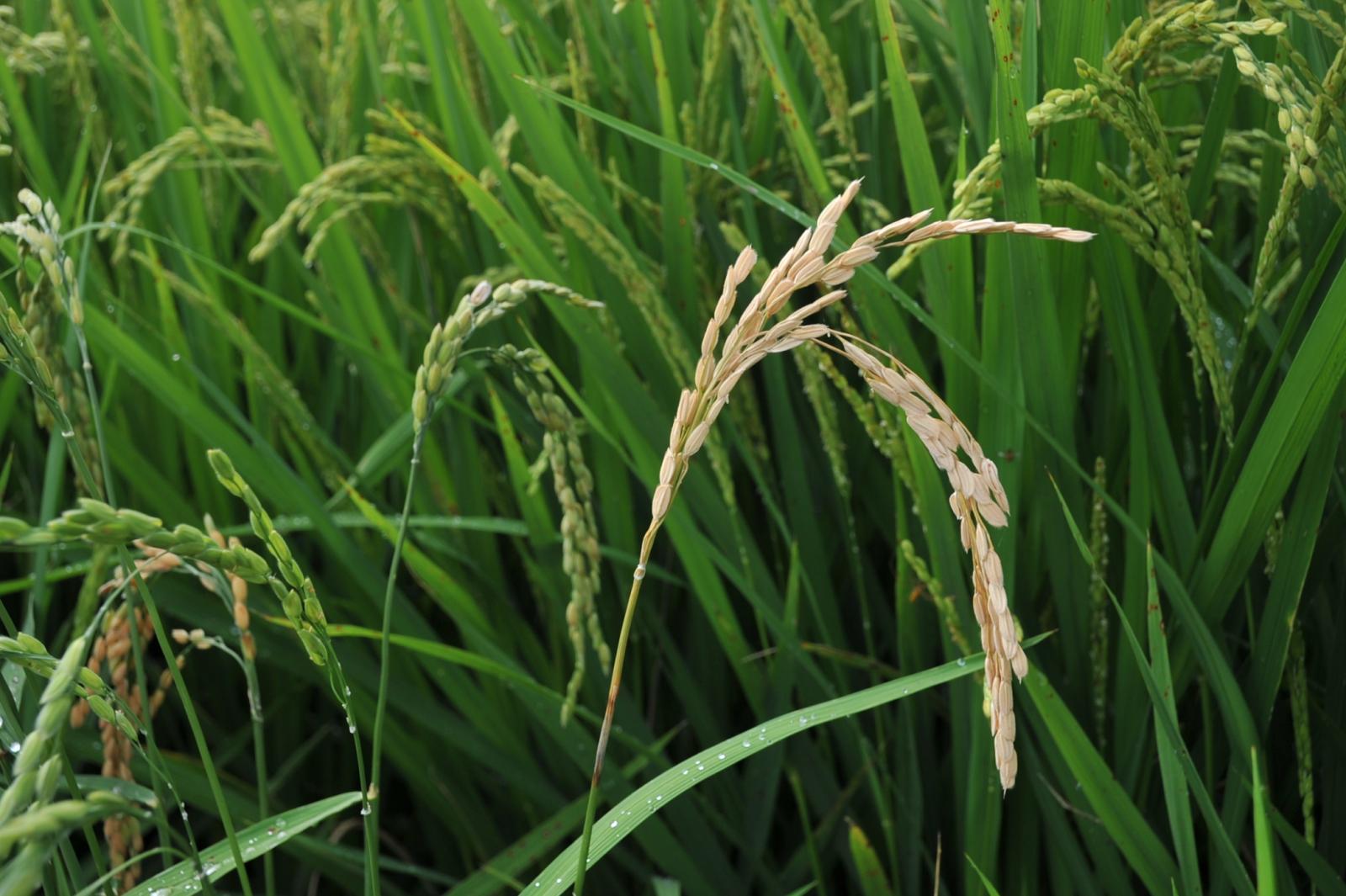 水稻受穗稻熱病危害狀，穗頸部位有明顯褐色病斑