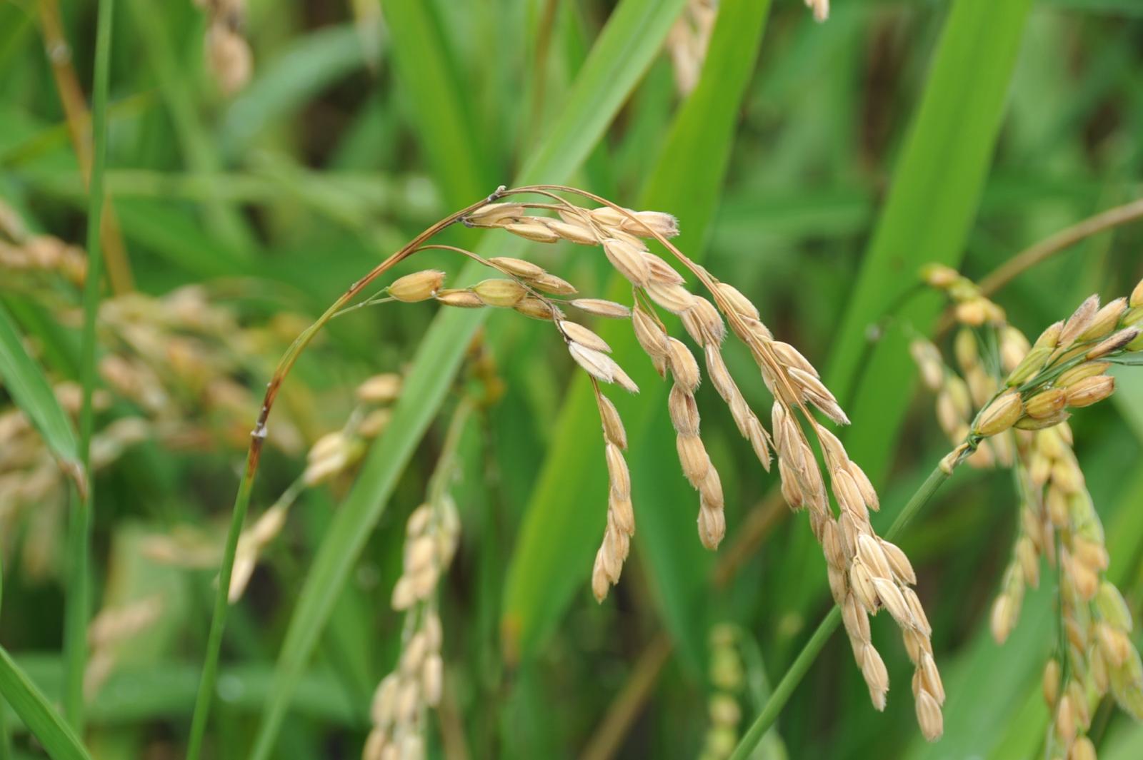 水稻受穗稻熱病危害狀，穗頸及枝梗部位有明顯褐色病斑