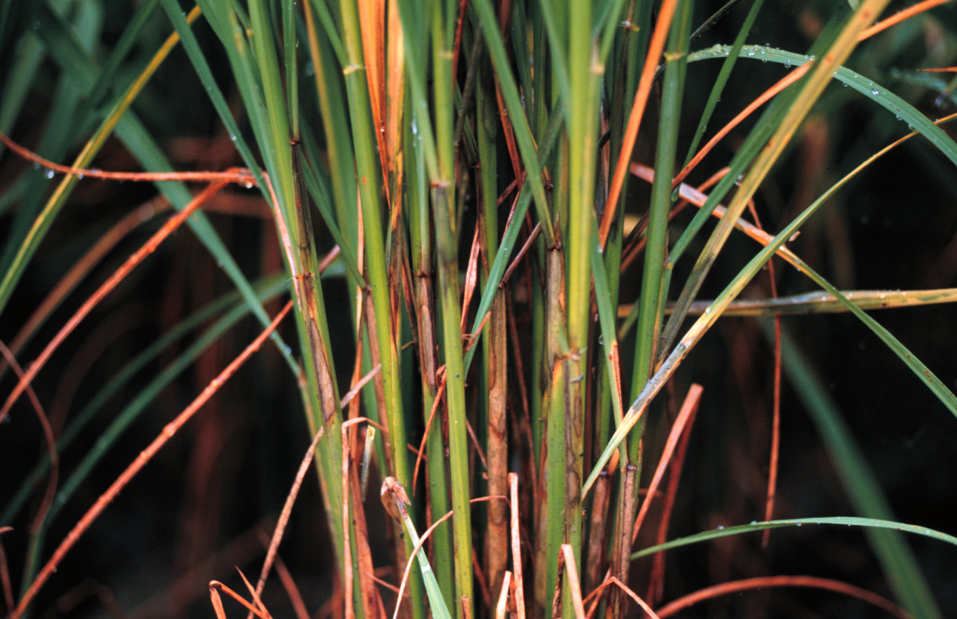 紋枯病危害稻株下位葉鞘，出現虎斑狀病徵